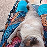 cat, pet, lap, person, shorts, blue_shorts, colorful_clothing, outdoor, chair, wicker_chair, relaxed, fluffy, fur, animal, resting, legs, casual, daylight, comfort, companionship