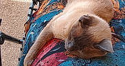 Julko a rejoint le concours — aidez-le/la à gagner de superbes lots ! casual, cat, chair, colorful_dress, comfort, feline, fur, legs, leisure, outdoor, patterned_clothing, paw, person, relaxing, resting, seated, sleeping, sneakers, summer, sunlight