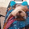 cat, sleeping, person, legs, sneakers, colorful_dress, patterned_clothing, outdoor, sunlight, relaxing, feline, resting, paw, fur, seated, chair, casual, comfort, summer, leisure