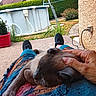 Julko a rejoint le concours — aidez-le/la à gagner de superbes lots ! cat, person, hand, legs, outdoor, pool, garden, plant, house, roof, shoe, clothing, patio, hedge, flower, relaxation, daytime, petting, animal, comfort