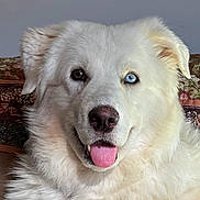 Halo is registered to the contest to win money with this photo: dog, white_fur, heterochromia, blue_eye, brown_eye, tongue_out, fluffy, pet, canine, indoor, portrait, cute, animal, closeup, face, ears, nose, sitting, couch, home
