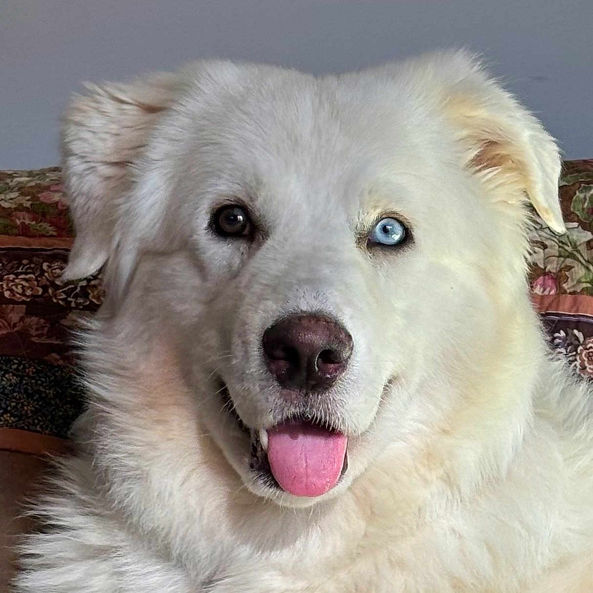 Halo is registered to the contest to win money with this photo: dog, white_fur, heterochromia, blue_eye, brown_eye, tongue_out, fluffy, pet, canine, indoor, portrait, cute, animal, closeup, face, ears, nose, sitting, couch, home