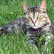 Tabitha is registered to the contest to win money with this photo: cat, tabby_cat, grass, outdoor, greenery, pet, animal, feline, nature, relaxed, lying_down, collar, whiskers, ears, eyes, mammal, domestic_animal, closeup, summer, daylight
