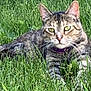 animal, cat, closeup, collar, daylight, domestic_animal, ears, eyes, feline, grass, greenery, lying_down, mammal, nature, outdoor, pet, relaxed, summer, tabby_cat, whiskers