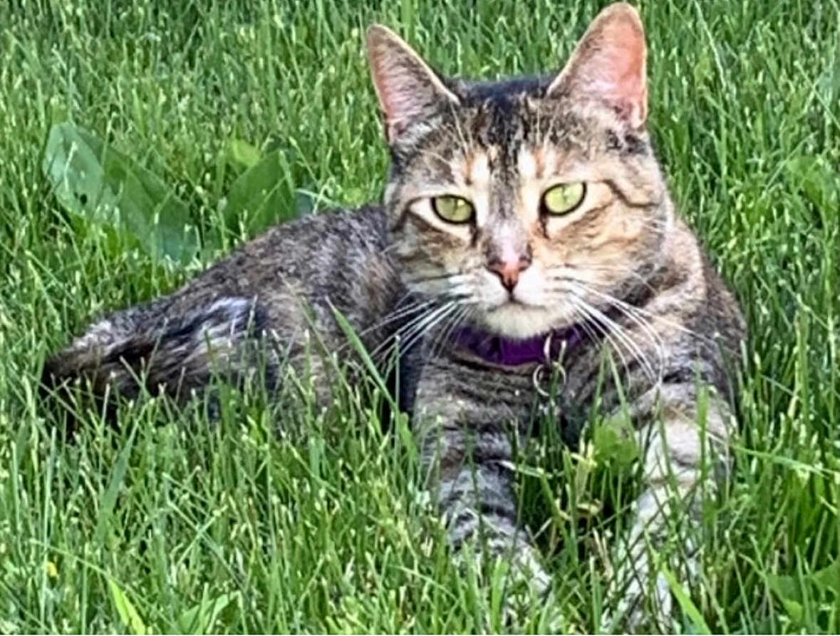 Tabitha