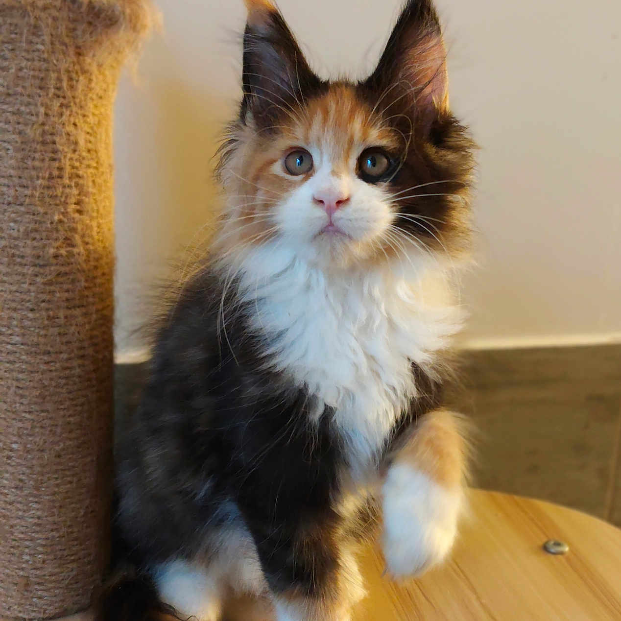 Brume participe au concours pour gagner de l'argent avec cette photo : cat, kitten, maine_coon, fluffy, long_hair, tricolor, calico, white_chest, blue_eyes, pointed_ears, whiskers, paws, sitting, wooden_platform, cat_tree, scratching_post, indoor, portrait, pet, timestamp