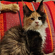 Brume a rejoint le concours — aidez-le/la à gagner de superbes lots ! cat, kitten, calico, long_hair, fluffy, feline, pet, animal, sitting, portrait, ear_tufts, whiskers, pink_nose, black_white_orange, bed, blanket, colorful, indoor, home, photography