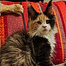cat, kitten, calico, long_hair, fluffy, feline, pet, animal, sitting, portrait, ear_tufts, whiskers, pink_nose, black_white_orange, bed, blanket, colorful, indoor, home, photography