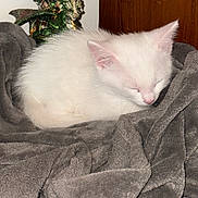 Lumière is registered to the contest to win money with this photo: kitten, cat, sleeping, white_fur, blanket, gray, cozy, indoors, pet, animal, resting, soft, cute, feline, fur, small, decor, figurine, dragon, wooden_wall