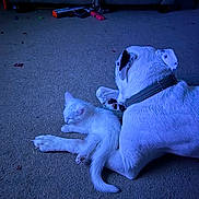 Lumière is registered to the contest to win money with this photo: