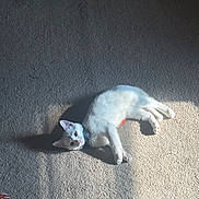 Lumière joined the competition — help win amazing prizes! cat, white_cat, indoor, carpet, sunlight, shadow, relaxing, pet, animal, collar, fur, laying_down, cute, domestic_cat, mammal, whiskers, small_animal, resting, quiet, peaceful