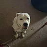Leo joined the competition — help win amazing prizes! dog, white_dog, carpet, indoor, bean_bag, cables, smiling_dog, pet, floor, collar, speaker, furniture, cords, home, animal, canine, looking_up, playful, domestic, room