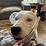 Leo is registered to the contest to win money with this photo: dog, white_dog, goggles, safety_goggles, pet, indoor, living_room, carpet, fan, furniture, hand, person, smiling, closeup, nose, canine, domestic_animal, cute, playful, companion