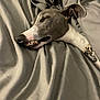 Max is registered to the contest to win money with this photo: dog, sleeping, blanket, bed, cozy, gray, pet, canine, resting, indoor, closeup, teeth, collar, relaxed, snout, ear, fur, cute, animal, comfort