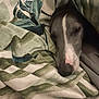 Max is registered to the contest to win money with this photo: dog, blanket, bed, resting, sleepy, cozy, indoor, canine, fur, nose, animal, comfort, pet, wrapping, pattern, soft, warm, relaxed, hidden, closeup
