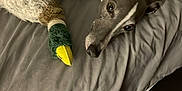 Max is registered to the contest to win money with this photo: dog, bed, blanket, plush_toy, duck_toy, grey_dog, pet, indoor, cozy, sleepy, fur, animal, resting, lying_down, fabric, soft, companion, cute, toy, home