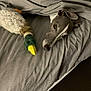 dog, bed, blanket, plush_toy, duck_toy, grey_dog, pet, indoor, cozy, sleepy, fur, animal, resting, lying_down, fabric, soft, companion, cute, toy, home