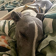 Max joined the competition — help win amazing prizes! dog, sleeping, bed, blanket, gray_dog, close_up, resting, cozy, indoor, calm, pet, fur, collar, comfort, relaxation, animal, domestic, canine, peaceful, soft