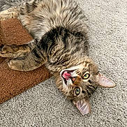 Luca joined the competition — help win amazing prizes! animal, brown_mat, carpet, cat, closeup, cute, domestic_cat, ears, feline, fur, green_eyes, indoor, lying_down, mouth_open, pet, playful, resting, tabby, texture, whiskers