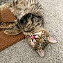 animal, brown_mat, carpet, cat, closeup, cute, domestic_cat, ears, feline, fur, green_eyes, indoor, lying_down, mouth_open, pet, playful, resting, tabby, texture, whiskers