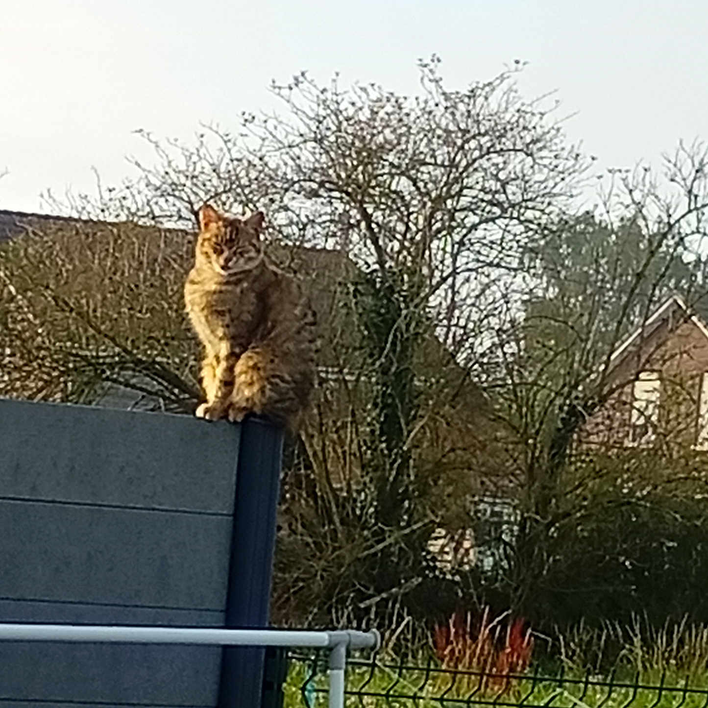 Mimi participe au concours pour gagner de l'argent avec cette photo : animal, calm, cat, daylight, drying_rack, fence, garden, grass, house, laundry, leafless_tree, nature, outdoor, perched, pet, regal, residential, sky, tabby, tree