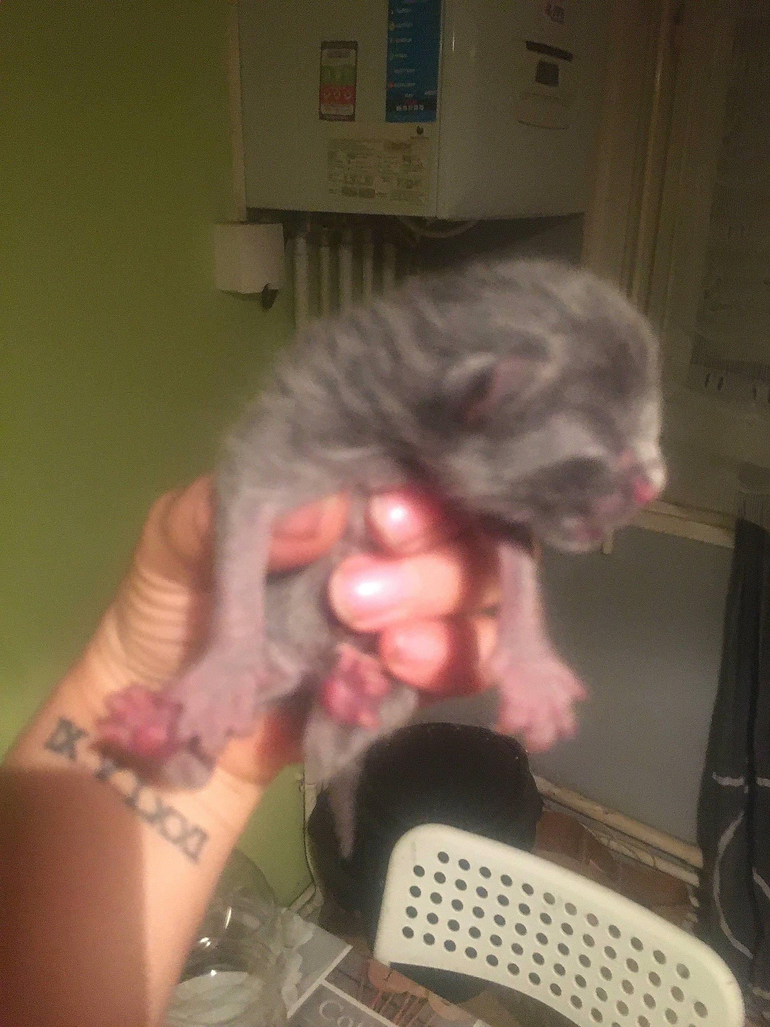 Chouchou a rejoint le concours — aidez-le/la à gagner de superbes lots ! audio_equipment, chair, chest, companion_dog, eyewear, facial_hair, flesh, flooring, fun, fur, gesture, hair_coloring, human_leg, nail, pattern, room, sitting, thigh, thumb, wrist