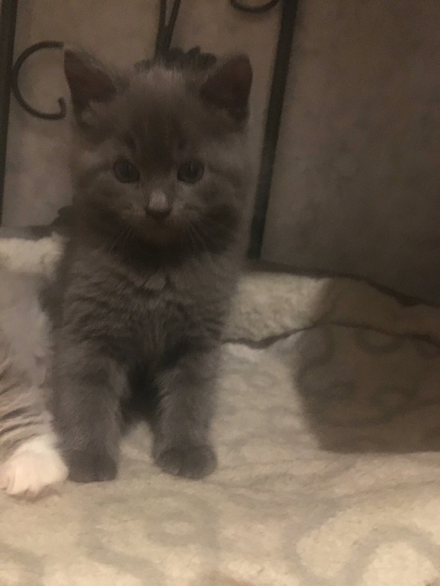 Chouchou a rejoint le concours — aidez-le/la à gagner de superbes lots ! carnivore, cat, claw, comfort, domestic_short_haired_cat, eye, fawn, felidae, flooring, fur, paw, russian_blue, small_to_medium_sized_cats, snout, tail, terrestrial_animal, whiskers