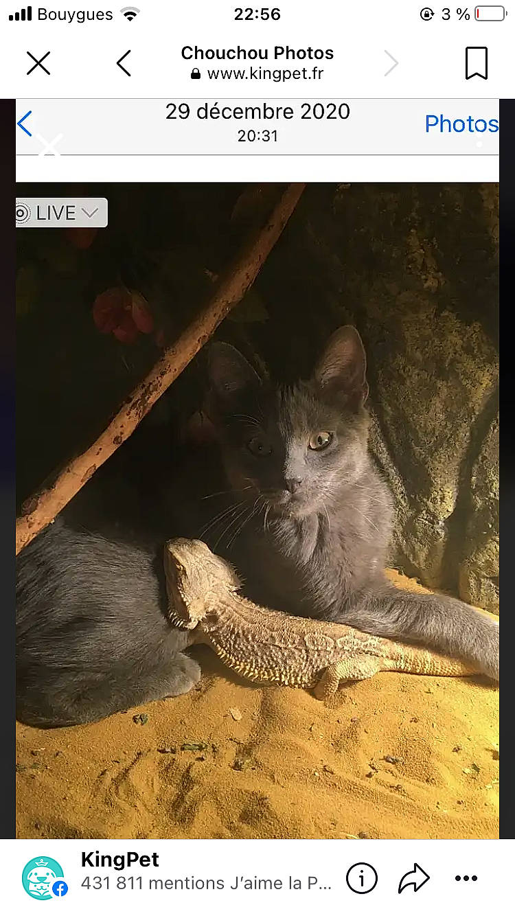 Chouchou a rejoint le concours — aidez-le/la à gagner de superbes lots ! adaptation, carnivore, cat, domestic_short_haired_cat, felidae, font, internet_meme, organism, paw, photo_caption, plant, screenshot, small_to_medium_sized_cats, snout, soil, tail, terrestrial_animal, vertebrate, whiskers, wildlife