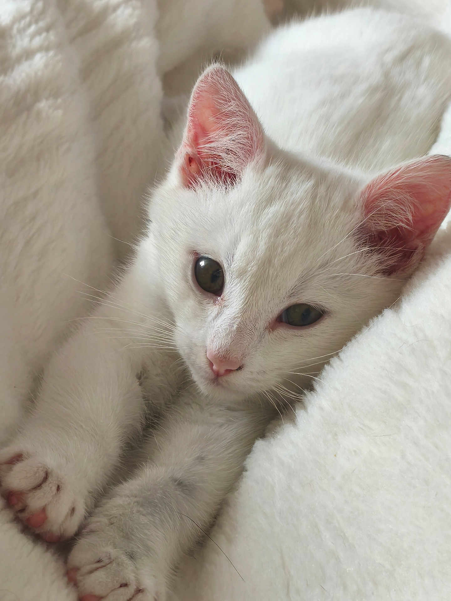 Malo a rejoint le concours — aidez-le/la à gagner de superbes lots ! kitten, cat, white_cat, pet, feline, close_up, soft_texture, blanket, cute, animal, paw, whiskers, ears, sleepy, relaxed, indoor, cozy, fur, portrait, young_cat