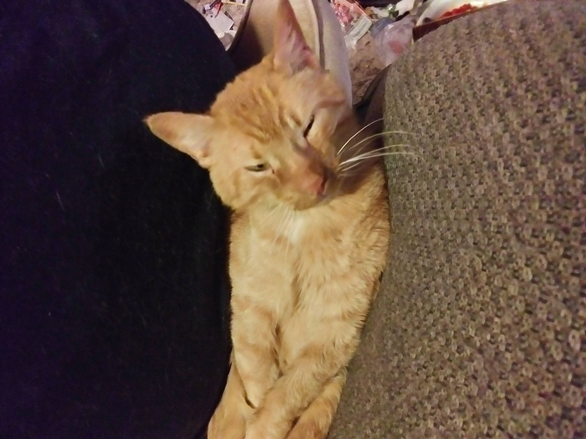 Heathcliff joined the competition — help win amazing prizes! carnivore, cat, claw, comfort, domestic_short_haired_cat, fawn, felidae, fur, paw, small_to_medium_sized_cats, snout, tail, terrestrial_animal, whiskers, wood