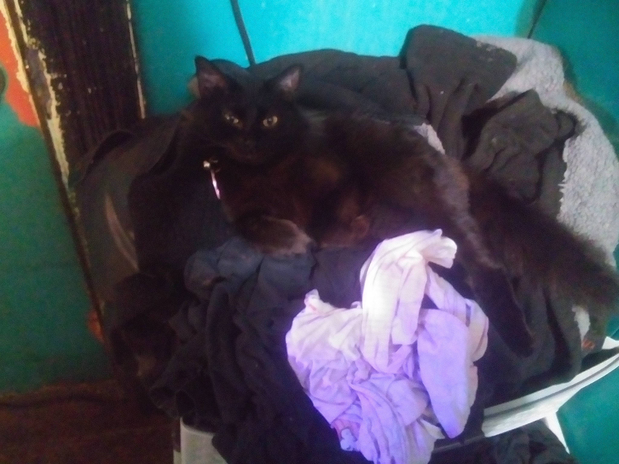 Chi-chi joined the competition — help win amazing prizes! bed, black_cat, canidae, carnivore, cat, cat_supply, comfort, companion_dog, dog_breed, domestic_short_haired_cat, felidae, fur, pet_supply, purple, room, small_to_medium_sized_cats, sporting_group, tail, terrestrial_animal, whiskers