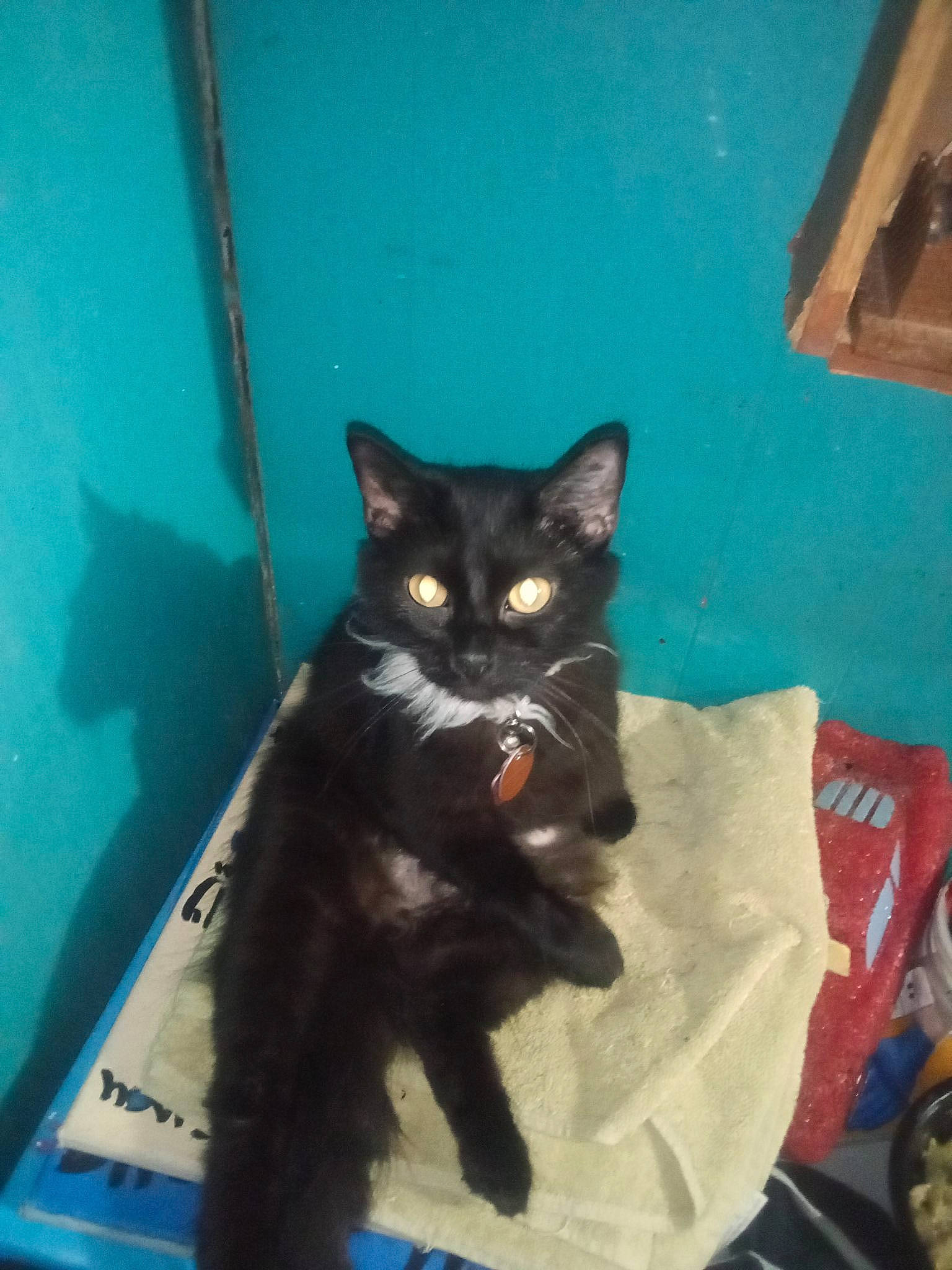 Chi-chi joined the competition — help win amazing prizes! black_cat, blue, carnivore, cat, chair, domestic_short_haired_cat, electric_blue, felidae, fur, room, small_to_medium_sized_cats, snout, tail, whiskers, window