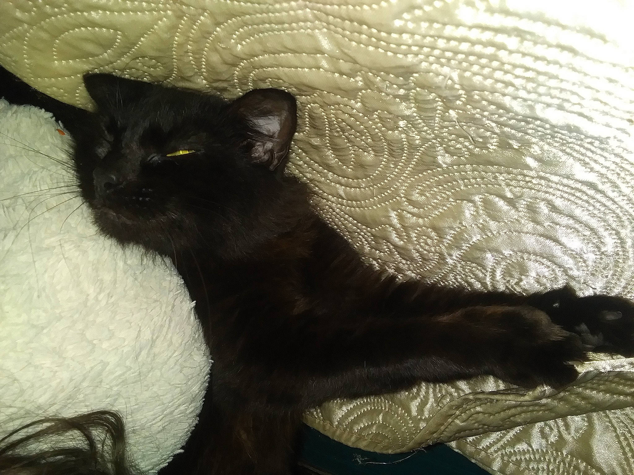 Knuckles joined the competition — help win amazing prizes! art, black_cat, bombay, carnivore, cat, cat_supply, claw, comfort, domestic_short_haired_cat, felidae, fur, liquid, paw, shadow, small_to_medium_sized_cats, snout, tail, terrestrial_animal, tints_and_shades, whiskers