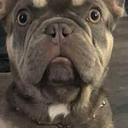 Bingo joined the competition — help win amazing prizes! dog, french_bulldog, pet, close_up, ears, face, animal, indoor, curious, brown_fur, white_markings, collar, cute, muzzle, expression, portrait, looking, sitting, domestic_animal, canine