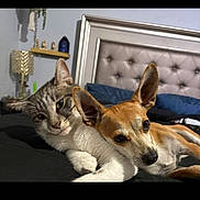 Alice And Gary joined the competition — help win amazing prizes! cat, dog, bed, indoor, pet, animal, feline, canine, resting, companion, cute, fur, ears, pillow, headboard, sleepy, domestic, friendship, relaxed, black_bedspread