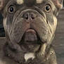 Alice And Gary is registered to the contest to win money with this photo: dog, french_bulldog, pet, close_up, ears, face, animal, indoor, curious, brown_fur, white_markings, collar, cute, muzzle, expression, portrait, looking, sitting, domestic_animal, canine