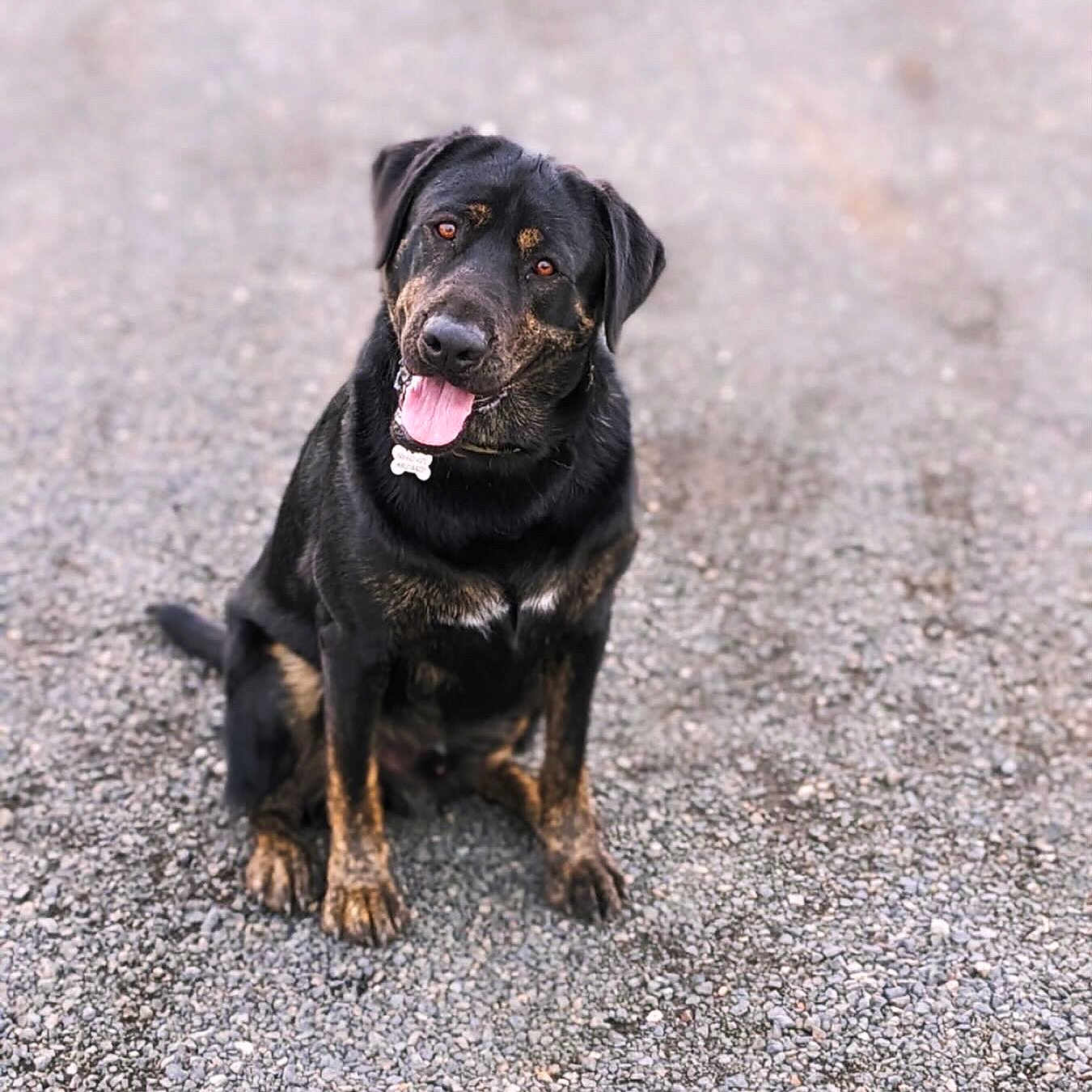 Odin joined the competition — help win amazing prizes! accessories, animal, bodypart, bulldog, canine, cockerspaniel, dog, germanshepherd, hound, labradorretriever, mouth, person, pet, policedog, puppy, snout, strap, teeth, tongue, walkingdog