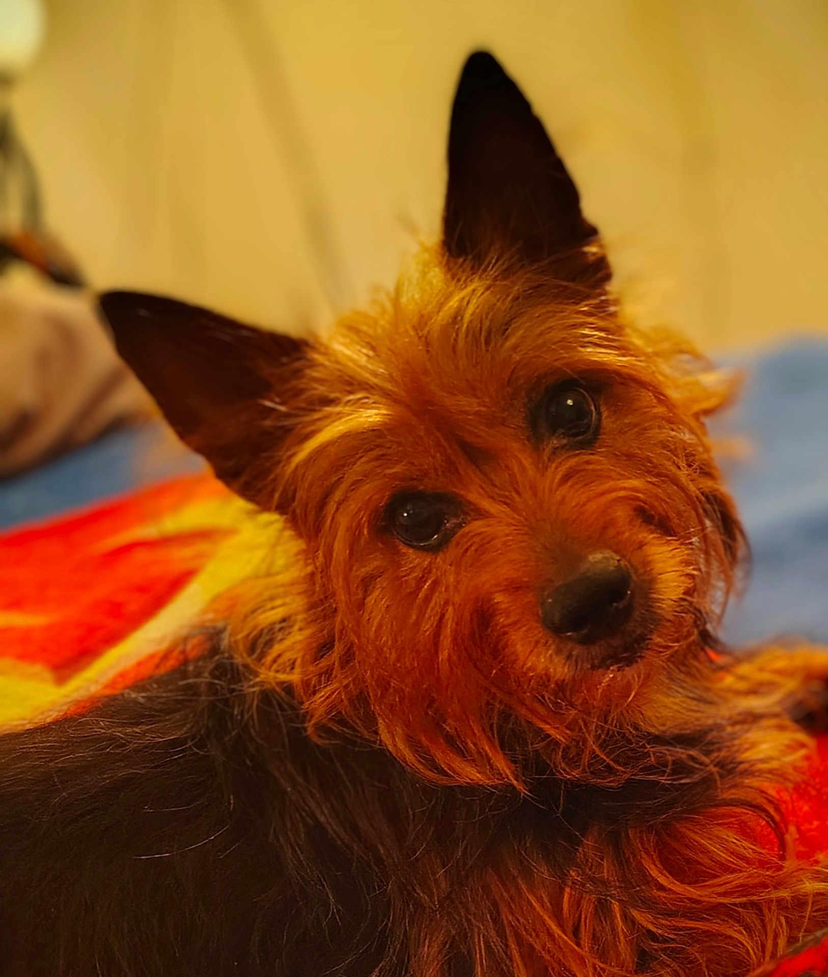 Avery joined the competition — help win amazing prizes! dog, pet, animal, fur, ears, closeup, portrait, cute, brown, black, lying_down, indoor, blanket, curious, face, canine, whiskers, companion, furry, domestic