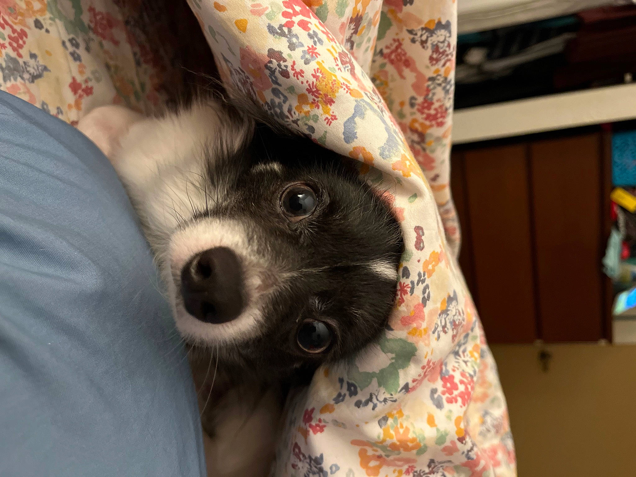 Noah is registered to the contest to win money with this photo: canidae, carnivore, chihuahua, comfort, companion_dog, couch, dog, dog_breed, fawn, felidae, fur, linens, nap, pattern, paw, small_to_medium_sized_cats, sporting_group, toy_dog, whiskers, working_animal