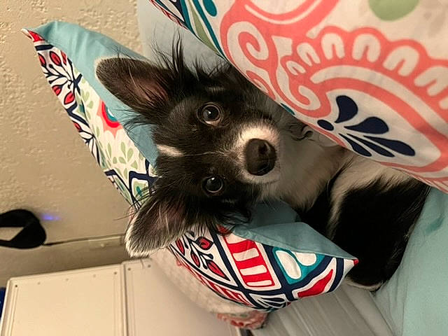 Noah joined the competition — help win amazing prizes! carmine, carnivore, companion_dog, costume, costume_hat, dog_breed, ear, eye, felidae, fictional_character, fur, gesture, hair, head, paw, small_to_medium_sized_cats, snout, toy_dog, visual_arts, whiskers