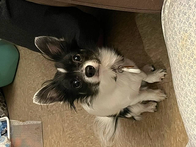 Noah joined the competition — help win amazing prizes! canidae, carnivore, companion_dog, dog, dog_breed, domestic_rabbit, ear, fawn, felidae, flooring, fur, paw, puppy, small_to_medium_sized_cats, snout, sporting_group, tail, toy_dog, whiskers, working_animal