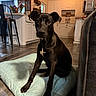 dog, black_dog, pet, cushion, indoor, kitchen, floor, cabinet, chair, plant, decor, wooden_shelf, light, home, animal, flooring, furniture, curious, sitting, calm