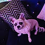 chevron_pattern, chihuahua, couch, cozy, decor, dog, ears, eyes, fur, indoor, living_room, nose, paws, pet, portrait, purple_lighting, sequin_pillow, small_dog, sofa, tail
