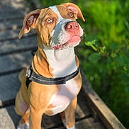 Aya participe au concours pour gagner de l'argent avec cette photo : dog, canine, pet, animal, outdoor, sunlight, nature, greenery, wooden_path, ears, nose, fur, sitting, looking_up, collar, daylight, portrait, close_up, cute, alert