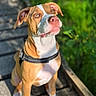alert, animal, canine, close_up, collar, cute, daylight, dog, ears, fur, greenery, looking_up, nature, nose, outdoor, pet, portrait, sitting, sunlight, wooden_path