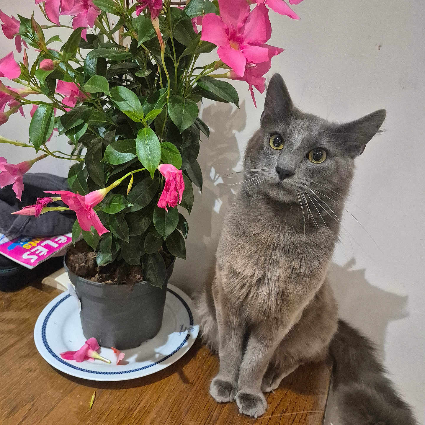 Simba participe au concours pour gagner de l'argent avec cette photo : bright_colors, cat, closeup, curious, cute, domestic_animal, feline, flower_pot, fluffy_tail, gray_cat, green_leaves, houseplant, indoor, pet, pink_flowers, plant, potted_plant, sitting, tabletop, wooden_table