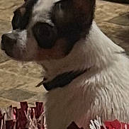 Bandit joined the competition — help win amazing prizes! alert, animal, black_and_white, blurry_background, close_up, collar, dog, domestic_animal, floor, fur, indoor, large_ears, pet, phone_screenshot, photo_selection, pom_poms, screen_ui, side_profile, small_dog, text_overlay