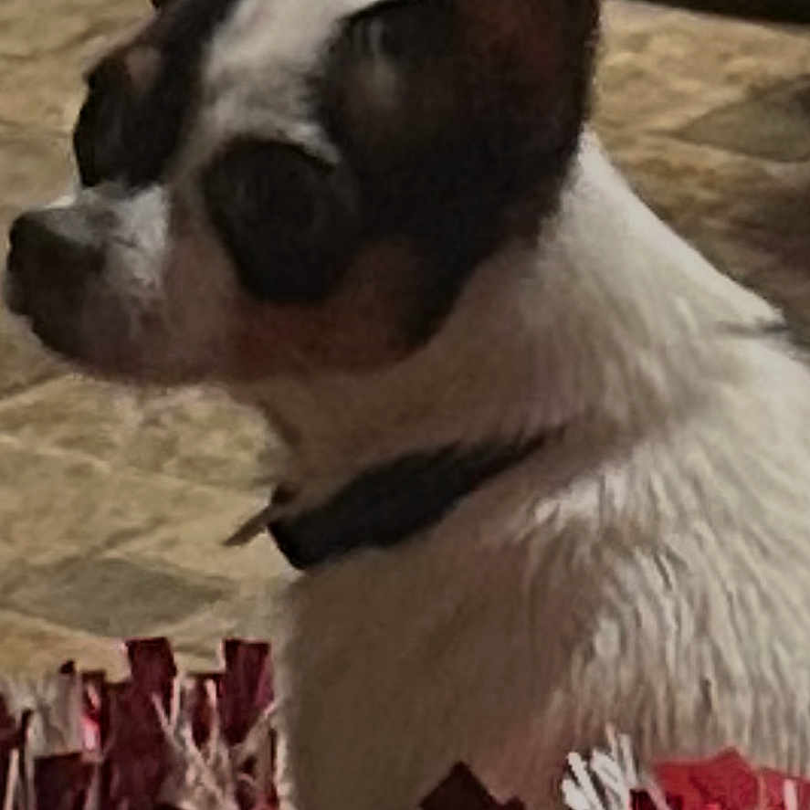 Bandit