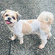 Kristin Richards joined the competition — help win amazing prizes! close_up, collar, curly_tail, cute, dog, fur, gravel, leash, looking_up, outdoor, pavement, paws, pet, shih_tzu, small_dog, smiling, tan_patches, tongue_out, walking, white_fur