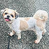 close_up, collar, curly_tail, cute, dog, fur, gravel, leash, looking_up, outdoor, pavement, paws, pet, shih_tzu, small_dog, smiling, tan_patches, tongue_out, walking, white_fur
